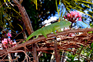 Madagaskar-Riesenchamäleon // Malagasy giant chameleon (Furcifer oustaleti) © bennytrapp