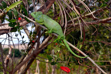 Madagaskar-Riesenchamäleon // Malagasy giant chameleon (Furcifer oustaleti) © bennytrapp