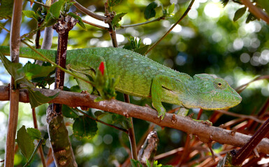 Madagaskar-Riesenchamäleon // Malagasy giant chameleon (Furcifer oustaleti) © bennytrapp
