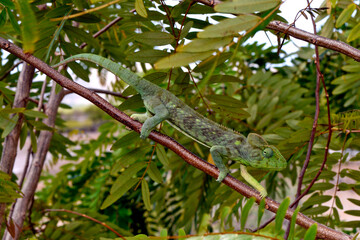 Madagaskar-Riesenchamäleon // Malagasy giant chameleon (Furcifer oustaleti) © bennytrapp