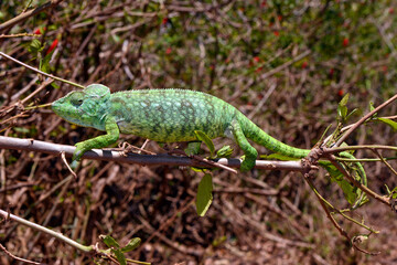 Madagaskar-Riesenchamäleon // Malagasy giant chameleon (Furcifer oustaleti)