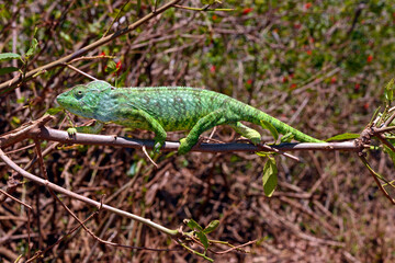 Malagasy giant chameleon // Madagaskar-Riesenchamäleon (Furcifer oustaleti) © bennytrapp