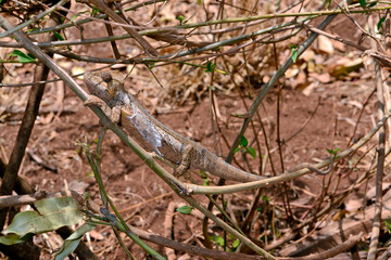 Malagasy giant chameleon // Madagaskar-Riesenchamäleon (Furcifer oustaleti) © bennytrapp