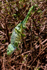 Malagasy giant chameleon // Madagaskar-Riesenchamäleon (Furcifer oustaleti) © bennytrapp