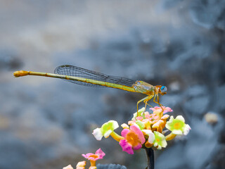 dragonfly on flower in the garden