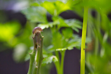Little bug on a leaf
