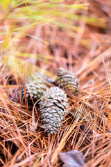 close up of pine cones