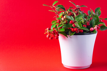 Gaultheria indoor plant in a pot with red berries indoor flower home plant on the table copy space background rustic. top view
