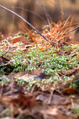 autumn leaves on the ground