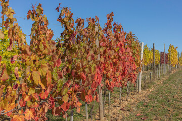 Various coloured autumn vines in a Burgundy vineyard ranging from brown, red and yellow to green