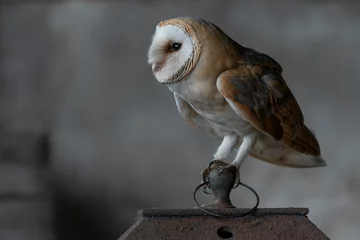 Fototapeten  Beautiful Barn owl (Tyto alba) on a Vintage kerosene oil lantern lamp in an old barn. In the Netherlands. Wooden background.                                     © Albert Beukhof
