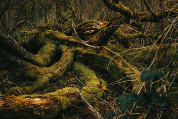 roots of a tree in the forest