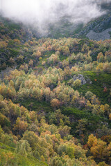 Birch forests grow uphill on the slopes of a mountain
