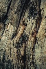 bark of a tree