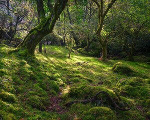 Fototapeta premium Delicate light of an autumn morning in the ancient oak groves