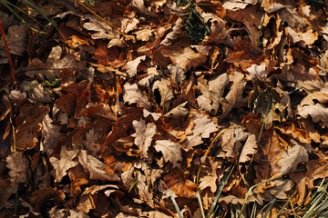 Fallen dry yellow, brown oak leaves on ground. Autumn background top view