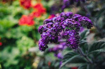 purple flowers in the garden