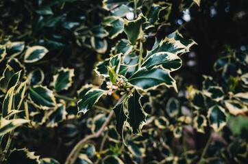Holly leaves