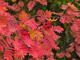 Colorful branches of mountain ash with red berries and water drops in fall