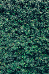 Obraz premium Beautiful nature background of vertical garden with tropical green leaf 