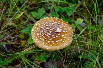 Poisonous mushroom Amanita pantherina. Poisonous mushroom Amanita pantherina in the forest. Causes fatal poisoning.