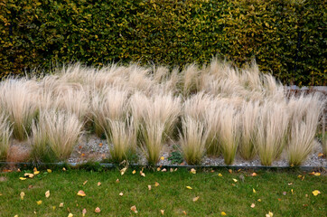 The dry leaves of the grass curl in the wind and look like hair. lawn and several trees. flowerbed...