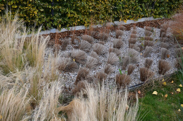 The dry leaves of the grass curl in the wind and look like hair. lawn and several trees. flowerbed with sheet metal curb and light marble, limestone mulch gravel. modern park in autumn