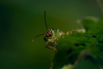 Details of a green ladybug among leaves and branches.