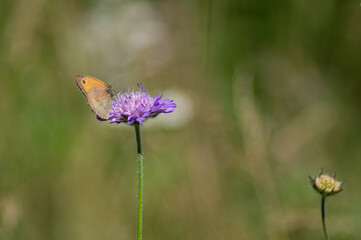 butterfly on violet bloosom
