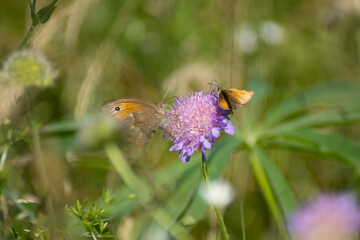 two butterflies on flower