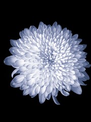 blue chrysanthemum growing on black background