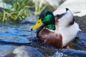 Stockente im Fr&uuml;hjahr in der Spree