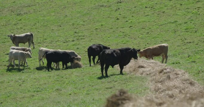 Cows walk to a windrow of hay to eat