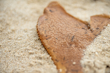 Piece of a horseshoe crab's carapace stuck in the sand