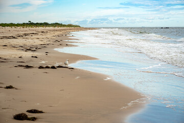 A gull considering the intentions of the beach goer