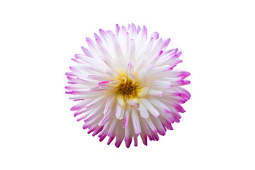 Flower of Dahlia Veritable isolated on white. Close up of isolated flower with spiky purple and white petals