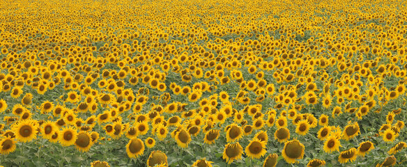 Sunflower field landscape  Sunflowers garden  Sunflower blooming  Sunflower natural background