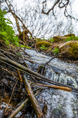 Vertical photo of tree bark with green moss in the forest