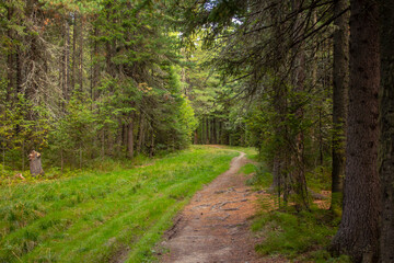 Fototapeta na wymiar Roads and trails of the Samarovsky Chugas natural park. Samarovsky Chugas Natural Park in Khanty-Mansiysk in Russia.