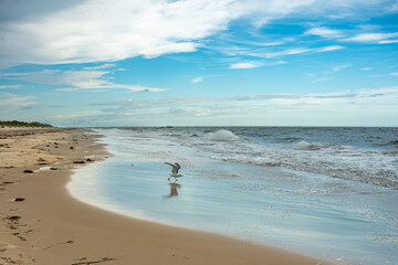 Gull with open wings during take off