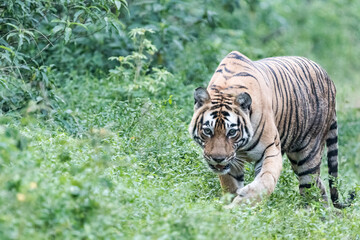 Fototapeta na wymiar Tiger in Forest