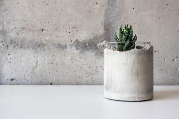 Succulent in concrete pot on white desk. Houseplant loft style indoors. Minimalist modern banner with copy space for your text