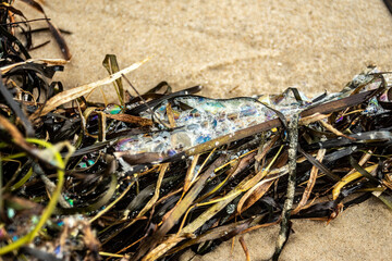 Iridescence bubbles on a micro habitat of elegrass