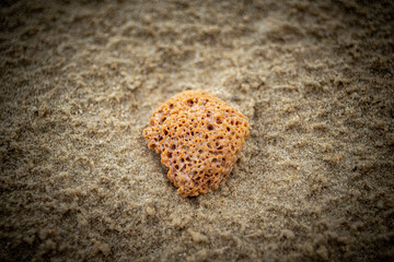 Piece of coral broken and polished by the surf