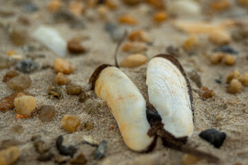 Razor clam has spread its wings