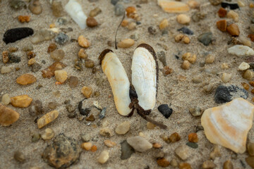 Butterfly-like shell on the beach