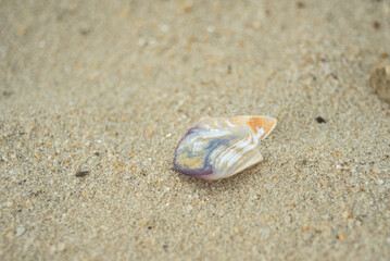Lone shell fragment on a flat sandy beach