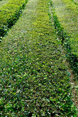tea fields on the azores