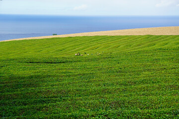 Fototapeta na wymiar tea fields on the azores