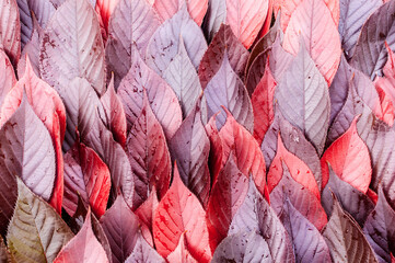 Czerwono, karmazynowe, różowe naturalne tło jesiennych soczystych, barwnych liści z teksturą ściany  jesiennych liści.	